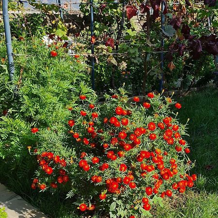 Garden Guest House Permet Exterior photo